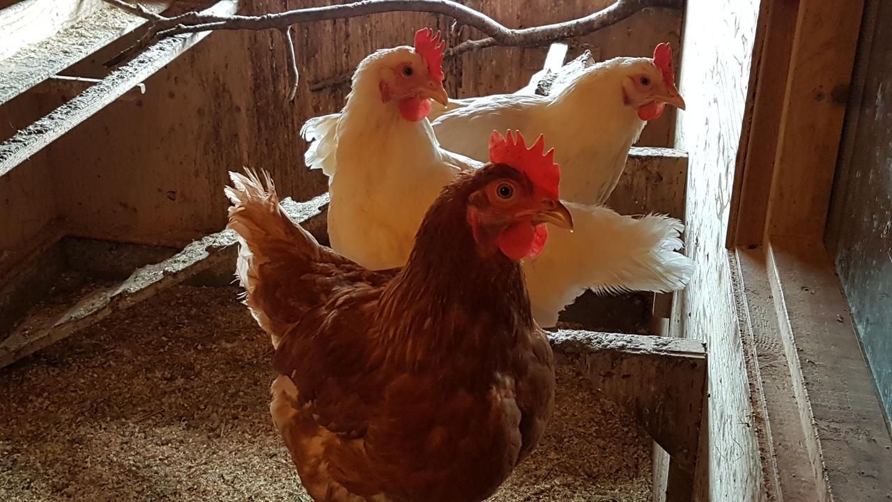 Klara'S Farm Holidays Hella Luaran gambar