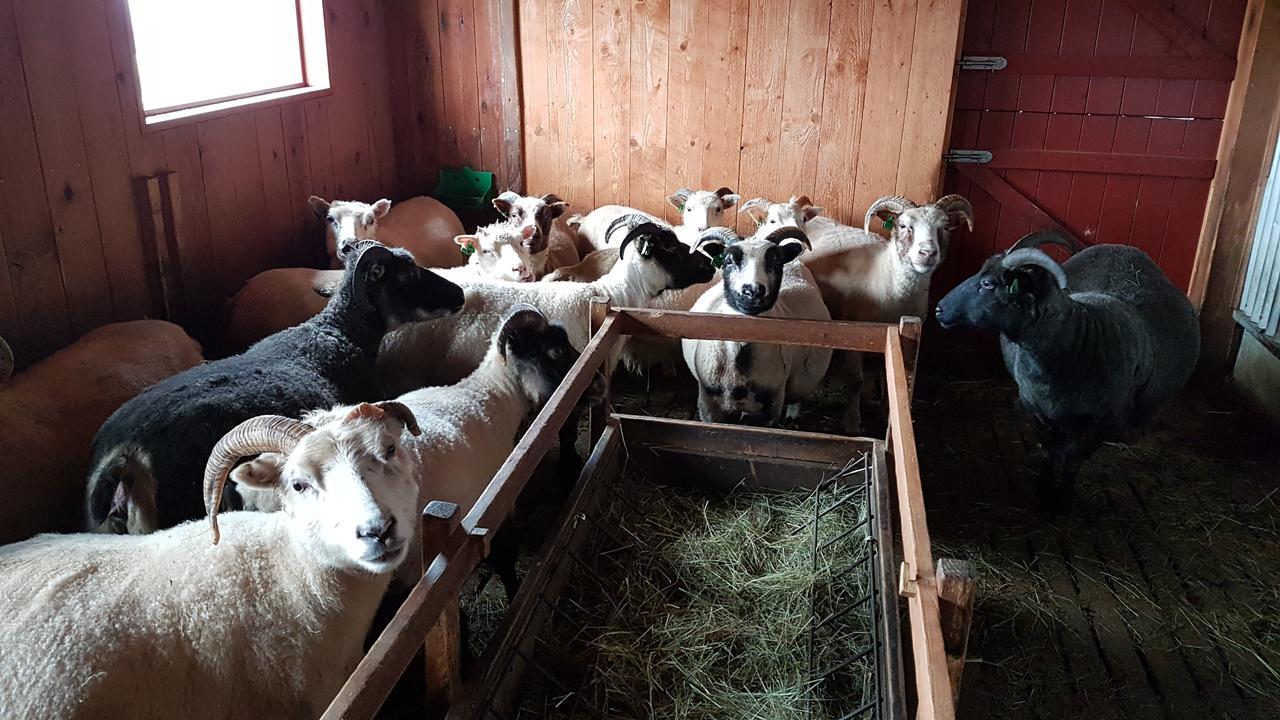 Klara'S Farm Holidays Hella Luaran gambar
