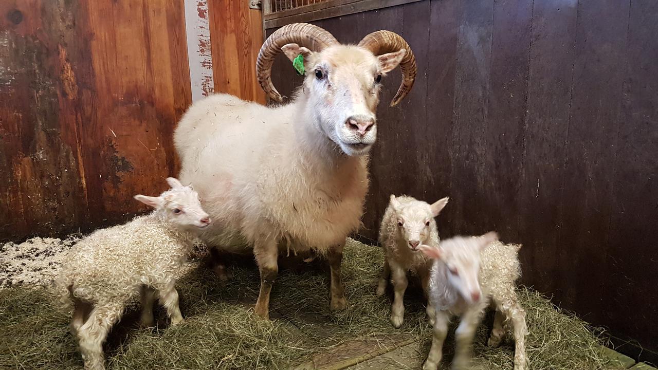 Klara'S Farm Holidays Hella Luaran gambar